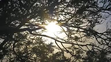 阳光透过树枝被风吹动拍摄实拍视频的预览图